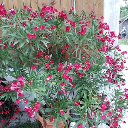 Tourist Farm Znidarjevi *