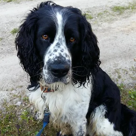 Gospodarstwo agroturystyczne Tourist Farm Znidarjevi Kozljek