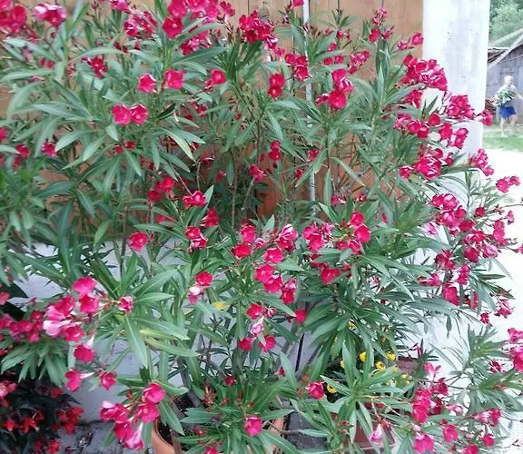 Tourist Farm Znidarjevi *